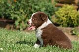 BORDER COLLIE 1246